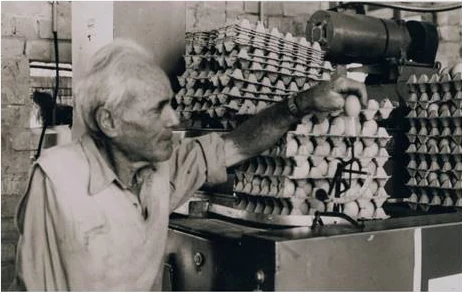 סבא מרקו מסדר תבניות ביצים ליד מכונה